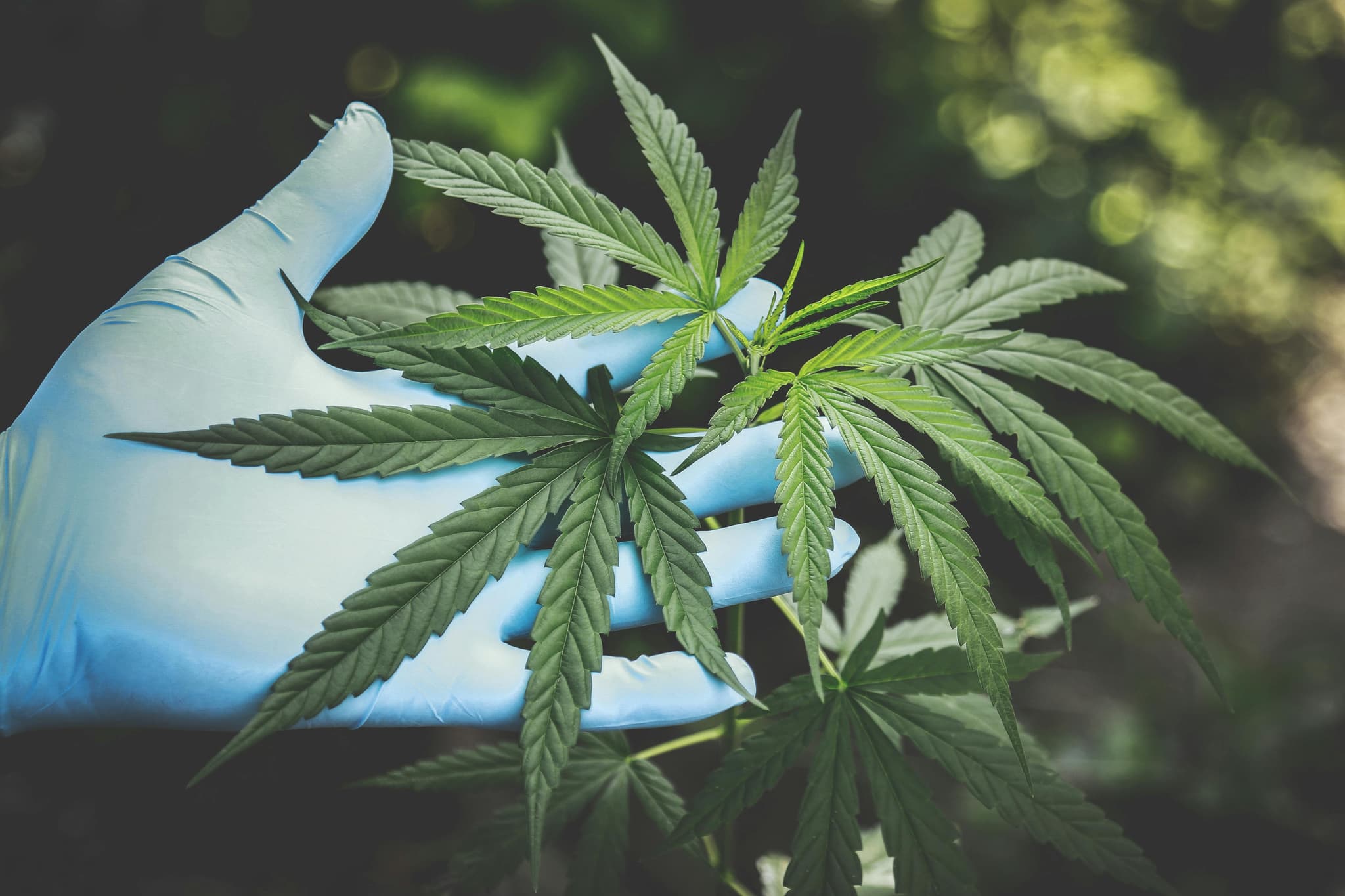Thai cannabis cultivation facility with modern technology